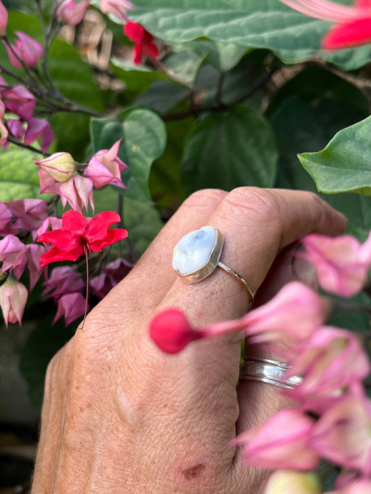 Money Cowrie Ring