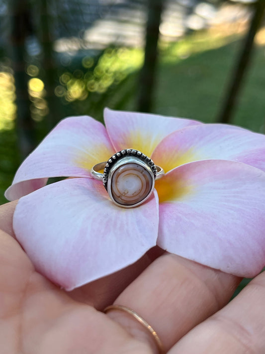Cinnamon Puka Shell Ring MTO