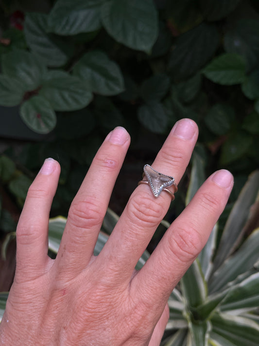 Shark Tooth Ring (sterling / 14k gf)