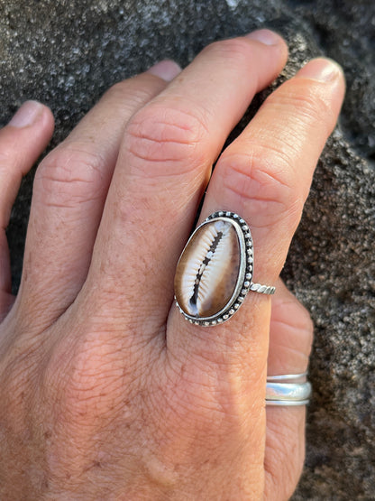 Hawaiian Snakehead Cowrie Ring MTO