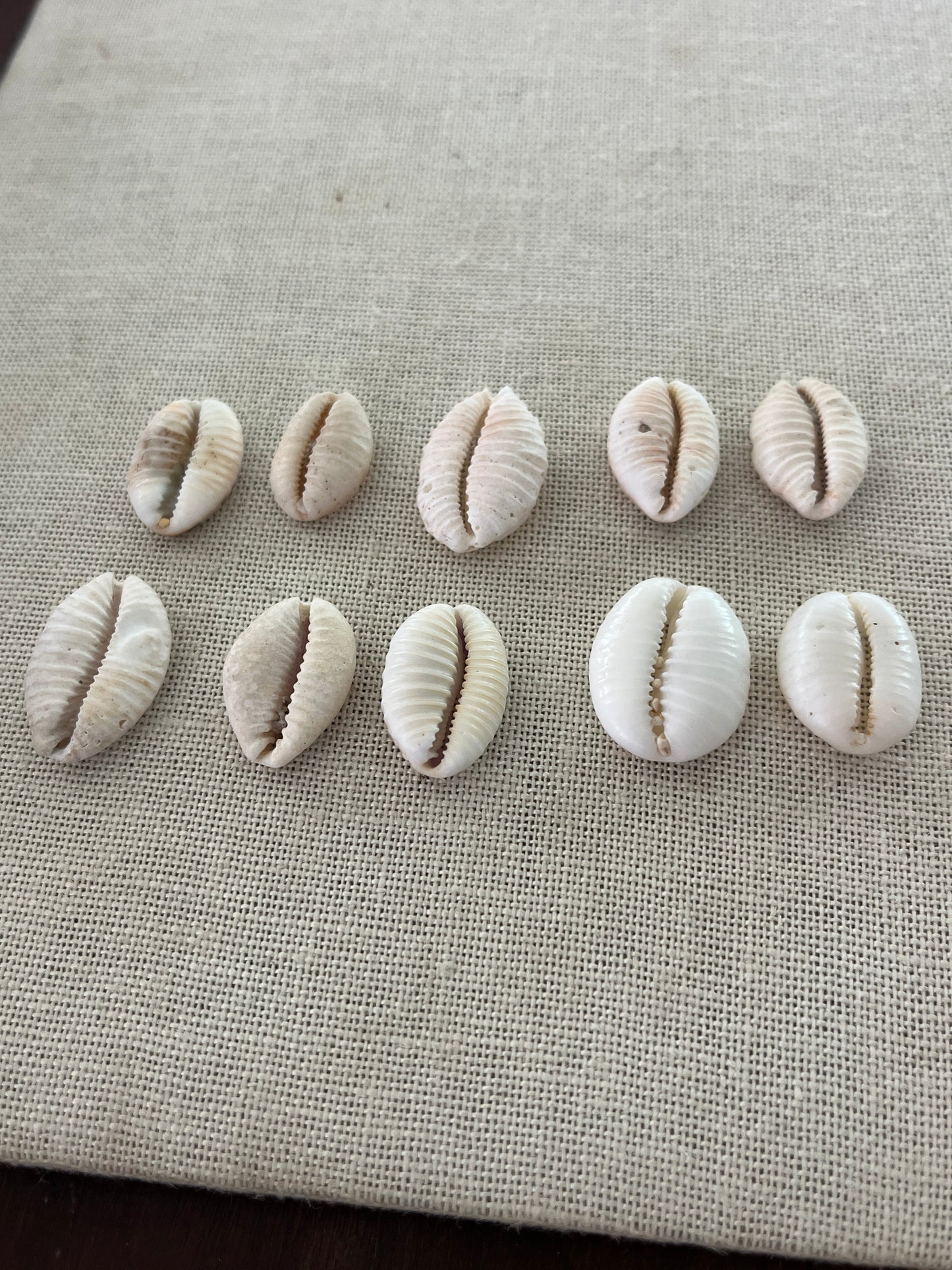 Granulated Cowrie Ring MTO