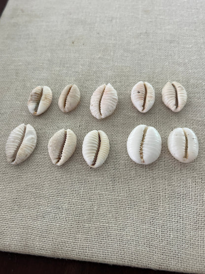 Granulated Cowrie Ring MTO
