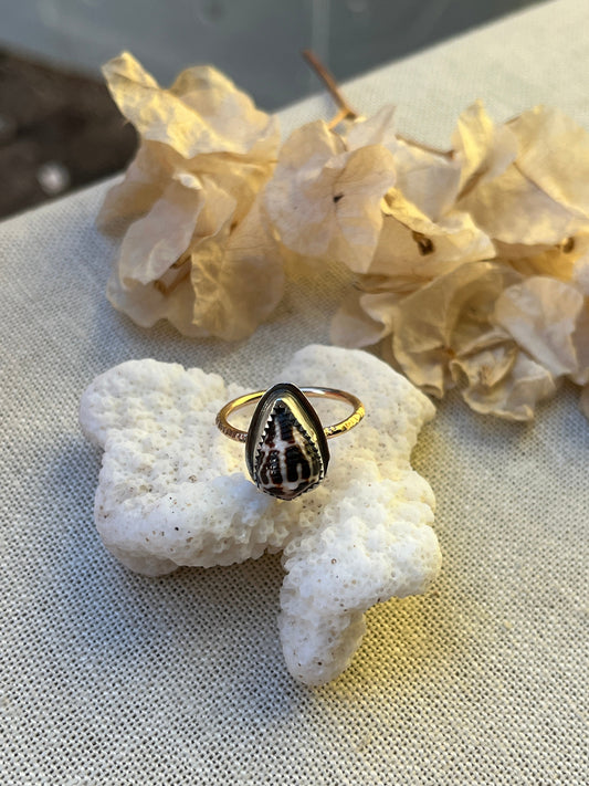 Chaldean Shell Ring | Sz. 7.8