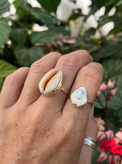 Money Cowrie Ring