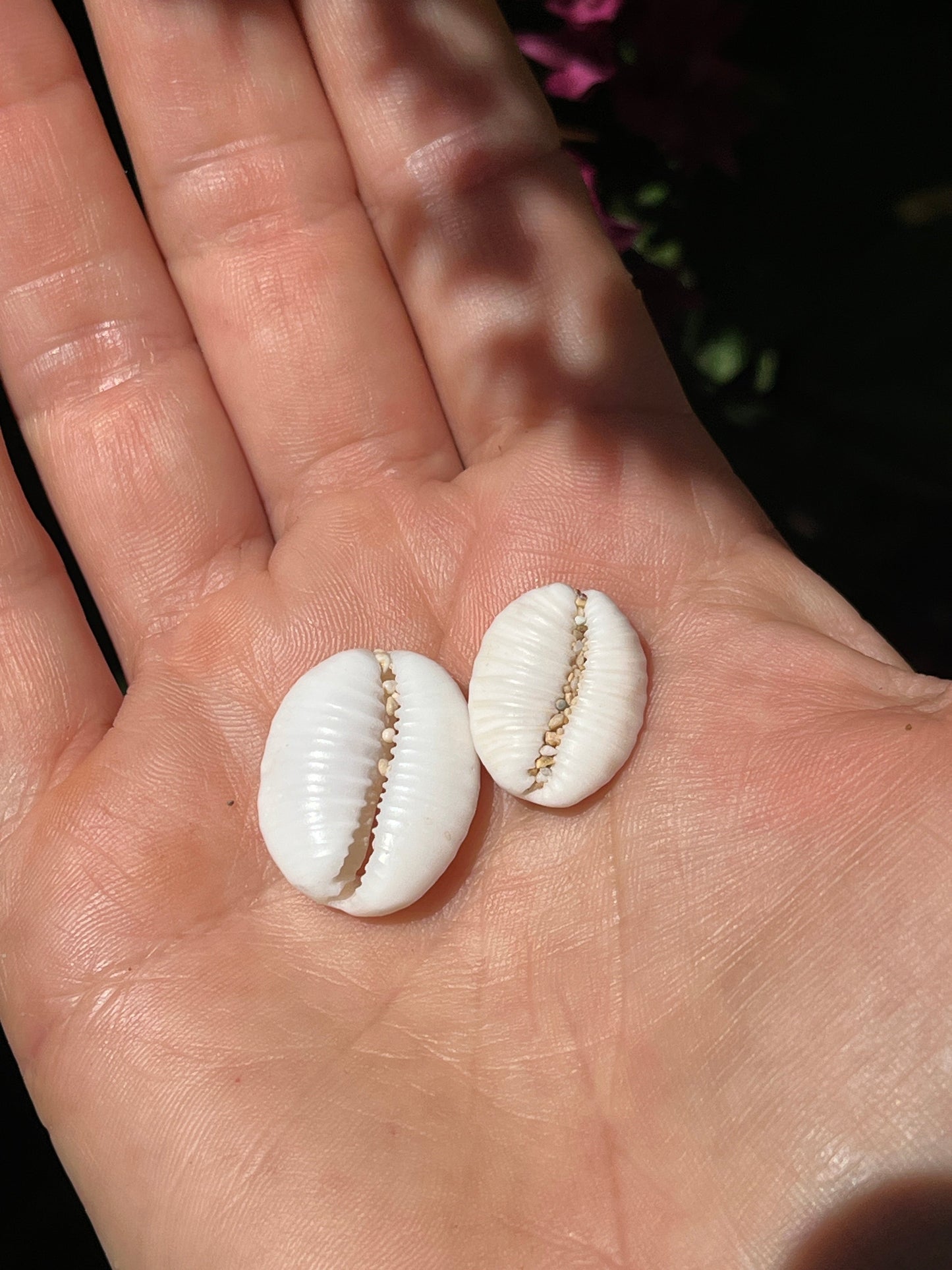 Granulated Cowrie Ring MTO