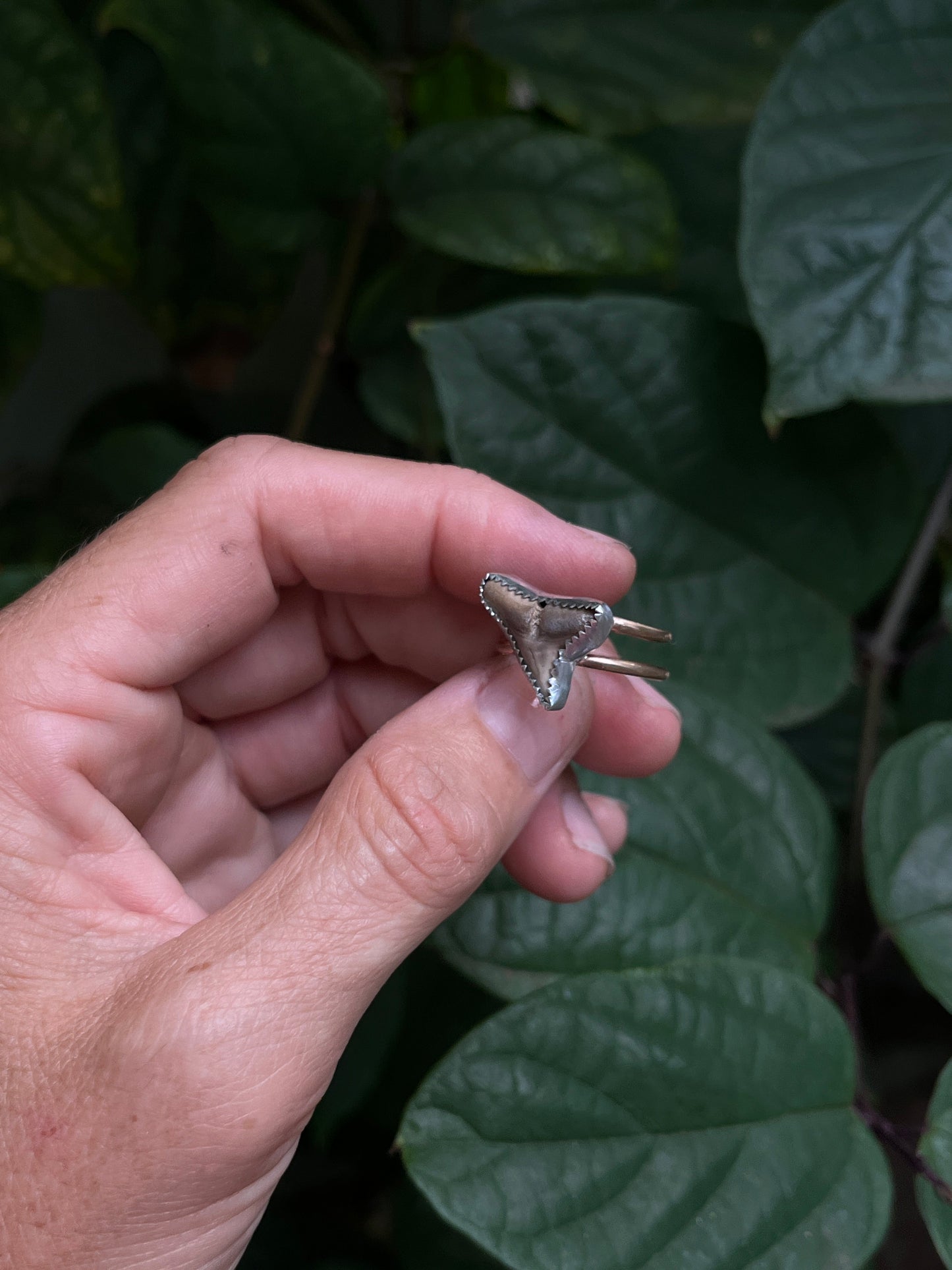 Shark Tooth Ring (sterling / 14k gf)