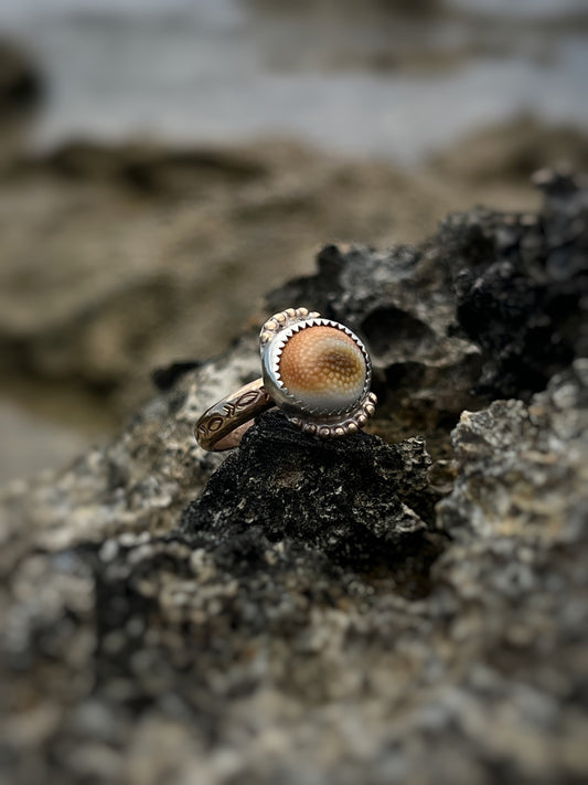 Operculum Mixed Metal Ring