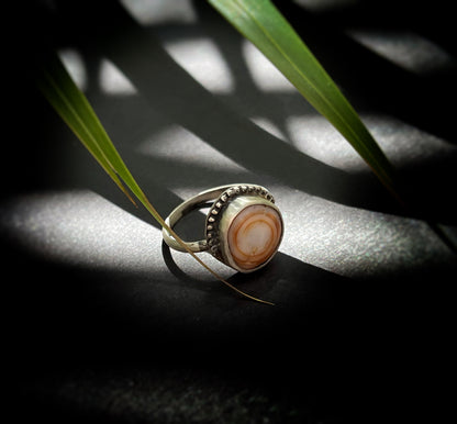 Cinnamon Puka Shell Ring MTO