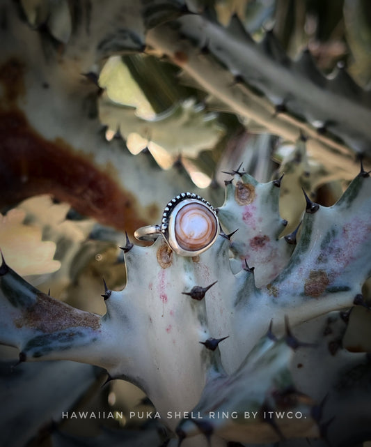 Cinnamon Puka Shell Ring MTO